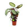 Calathea Picturata - Livingplant - P17 H65 - Kamerplant -Plantenboeket Winkel calathea picturata livingplant p17 h65 1