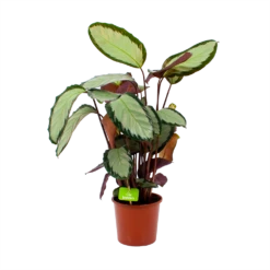 Plantenboeket Winkel 8 Calathea Picturata - Livingplant - P17 H65 - Kamerplant