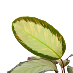 Plantenboeket Winkel -Plantenboeket Winkel calathea picturata livingplant p17 h65 5