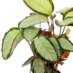 Calathea Picturata - Livingplant - P17 H65 - Kamerplant -Plantenboeket Winkel calathea picturata livingplant p17 h65 6