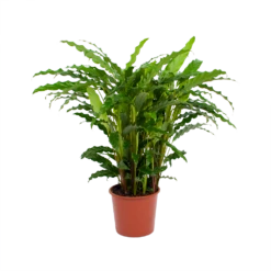 Calathea Rufibarba Bluegrass - Pauwenplant - P17 H65 - Kamerplant