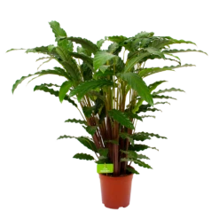 Calathea Rufibarba Bluegrass - Schaduwplant - P21 H85 - Kamerplant