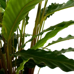 Calathea Rufibarba Bluegrass - Schaduwplant - P21 H85 - Kamerplant -Plantenboeket Winkel calathea rufibarba bluegrass schaduwplant p21 h85 6