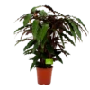 Calathea Rufibarba Wavestar - Pauwenplant - P21 H85 - Kamerplant -Plantenboeket Winkel calathea rufibarba wavestar pauwenplant p21 h105 4