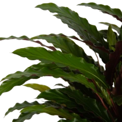 Calathea Rufibarba Wavestar - Pauwenplant - P32 H80 - Kamerplant -Plantenboeket Winkel calathea rufibarba wavestar pauwenplant p32 h80 5