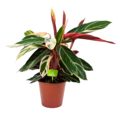 Plantenboeket Winkel 16 Calathea Stromante Triostar - Schaduwplant - P19 H60 - Kamerplant