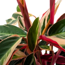 Plantenboeket Winkel -Plantenboeket Winkel calathea stromante triostar schaduwplant p19 h60 5 3