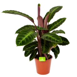 Plantenboeket Winkel 37 Calathea Warcewiczii - Livingplant - P19 H75 - Kamerplant