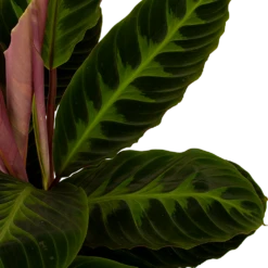 Plantenboeket Winkel -Plantenboeket Winkel calathea warcewiczii livingplant p19 h75 5 1