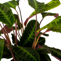 Plantenboeket Winkel -Plantenboeket Winkel calathea warcewiczii livingplant p21 h75 5 1