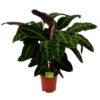 Calathea Warcewiczii - Livingplant - P21 H90 - Kamerplant 1 Calathea Warcewiczii - Livingplant - P21 H90 - Kamerplant -Plantenboeket Winkel calathea warcewiczii livingplant p21 h90 1