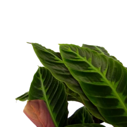 Nieuwe Producten -Plantenboeket Winkel calathea warcewiczii livingplant p21 h90 2