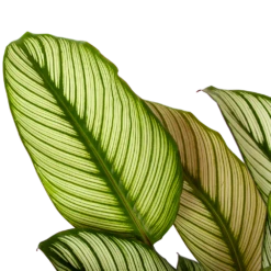 Nieuwe Producten -Plantenboeket Winkel calathea whitestar schaduwplant p19 h75 5 1