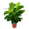 Calathea Zebrina - Livingplant - P19 H80 - Kamerplant -Plantenboeket Winkel calathea zebrina livingplant p19 h65 1 2