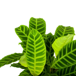 Nieuwe Producten -Plantenboeket Winkel calathea zebrina livingplant p19 h65 5 1