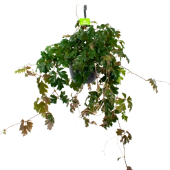 Cissus Rhombifolia - Kamerwijnstok - In Hangpot - P20 H40 - Kamerplant