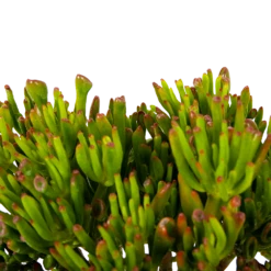 Crassula Ovata Gollum - P23 H50 - Kamerplant -Plantenboeket Winkel crassula ovata gollum p23 h50 5 1