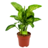 Dieffenbachia Seguine 'Reeva' - P24 H90 - Kamerplant -Plantenboeket Winkel dieffenbachia seguine reeva p24 h90 1 1