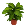 Dieffenbachia Seguine Tropic Jewel - P35 H130 - Kamerplant -Plantenboeket Winkel dieffenbachia seguine tropic jewel p35 h130 1