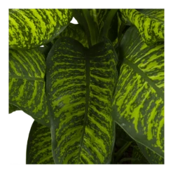 Dieffenbachia Seguine Tropic Jewel - P35 H130 - Kamerplant -Plantenboeket Winkel dieffenbachia seguine tropic jewel p35 h130 4