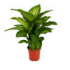 Dieffenbachia Seguine Tropic Snow - P24 H90 - Kamerplant 1 Dieffenbachia Seguine Tropic Snow - P24 H90 - Kamerplant -Plantenboeket Winkel dieffenbachia seguine tropic snow p24 h90 2 1