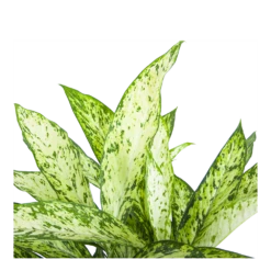Dieffenbachia Vesuvius - P27 H70 - Kamerplant -Plantenboeket Winkel dieffenbachia vesuvius p27 h70 6