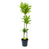 Dracaena Cintho - Op Stam - Drakenbloedboom - P24 H150 - Kamerplant 2 Dracaena Cintho - Op Stam - Drakenbloedboom - P24 H150 - Kamerplant -Plantenboeket Winkel dracaena cintho op stam drakenbloedboom p24 h150 1 1