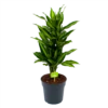 Dracaena Cintho - Vertakt - Drakenbloedboom - P21 H70 - Kamerplant -Plantenboeket Winkel dracaena cintho vertakt drakenbloedboom p21 h70 1 1