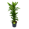 Dracaena Cintho - Vertakt - Drakenbloedboom - P27 H120 - Kamerplant -Plantenboeket Winkel dracaena cintho vertakt drakenbloedboom p27 h120 1 3