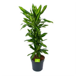 Plantenboeket Winkel 10 Dracaena Cintho - Vertakt - Drakenbloedboom - P27 H120 - Kamerplant