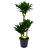 Dracaena Compacta - Op Stam - Drakenbloedboom - P21 H100 - Kamerplant -Plantenboeket Winkel dracaena compacta op stam drakenbloedboom p21 h100 1