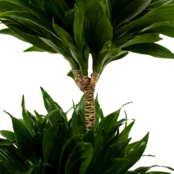Dracaena Compacta - Op Stam - Drakenbloedboom - P21 H80 - Kamerplant -Plantenboeket Winkel dracaena compacta op stam drakenbloedboom p21 h80 5 2