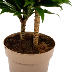 Dracaena Compacta - Op Stam - Drakenbloedboom - P21 H80 - Kamerplant -Plantenboeket Winkel dracaena compacta op stam drakenbloedboom p21 h80 6 2