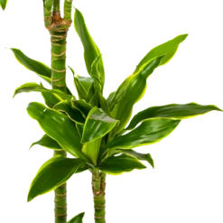 Dracaena Golden Coast - Op Stam - Drakenbloedboom - P24 H150 - Kamerplant -Plantenboeket Winkel dracaena golden coast op stam drakenbloedboom p24 h150 5 1