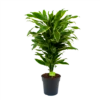 Dracaena Golden Coast - Vertakt - Drakenbloedboom - P21 H80 - Kamerplant 1 Dracaena Golden Coast - Vertakt - Drakenbloedboom - P21 H80 - Kamerplant -Plantenboeket Winkel dracaena golden coastdrakenbloedboom p21 h80 4
