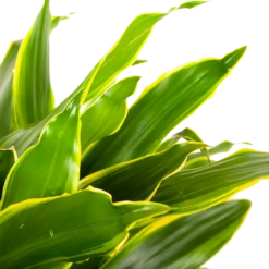 Dracaena Golden Coast - Vertakt - Drakenbloedboom - P21 H80 - Kamerplant -Plantenboeket Winkel dracaena golden coastdrakenbloedboom p21 h80 5