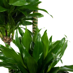 Dracaena Green Jewel - Op Stam - Drakenbloedboom - P28 H140 - Kamerplant -Plantenboeket Winkel dracaena green jewel op stam drakenbloedboom p28 h140 6