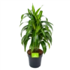 Dracaena Hawaiiana - Vertrakt - Drakenbloedboom - P21 H80 - Kamerplant -Plantenboeket Winkel dracaena hawaiiana vertrakt drakenbloedboom p21 h80 1 3
