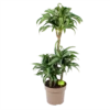 Dracaena Jade Jewel - Op Stam - Drakenbloedboom - P24 H100 - Kamerplant 2 Dracaena Jade Jewel - Op Stam - Drakenbloedboom - P24 H100 - Kamerplant -Plantenboeket Winkel dracaena jade jewel op stam drakenbloedboom p24 h100 1
