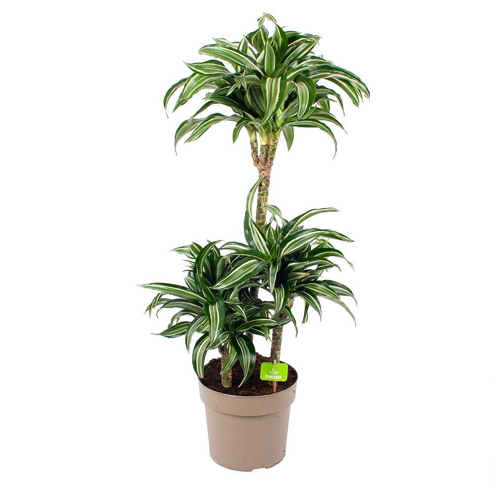 Dracaena Jade Jewel - Op Stam - Drakenbloedboom - P24 H100 - Kamerplant 3 Dracaena Jade Jewel - Op Stam - Drakenbloedboom - P24 H100 - Kamerplant