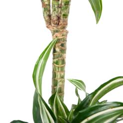 Dracaena Jade Jewel - Op Stam - Drakenbloedboom - P24 H100 - Kamerplant 10 Dracaena Jade Jewel - Op Stam - Drakenbloedboom - P24 H100 - Kamerplant -Plantenboeket Winkel dracaena jade jewel op stam drakenbloedboom p24 h100 6