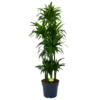 Dracaena Janet Craig - Op Stam - Drakenbloedboom - P34 H170 - Kamerplant -Plantenboeket Winkel dracaena janet craig op stam drakenbloedboom p34 h170 1 1