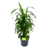 Dracaena Janet Craig - Vertrakt - Drakenbloedboom - P21 H80 - Kamerplant 1 Dracaena Janet Craig - Vertrakt - Drakenbloedboom - P21 H80 - Kamerplant -Plantenboeket Winkel dracaena janet craig vertrakt drakenbloedboom p21 h80 1 3