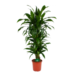 Dracaena Janet Craig - Vertrakt - Drakenbloedboom - P24 H110 - Kamerplant