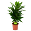 Dracaena Janet Lind - Vertakt - Drakenbloedboom - P21 H80 - Kamerplant -Plantenboeket Winkel dracaena janet lind vertakt drakenbloedboom p21 h80 1