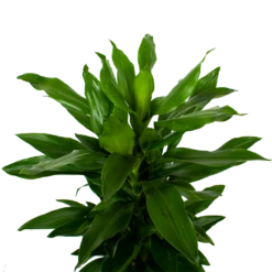 Dracaena Janet Lind - Vertakt - Drakenbloedboom - P21 H80 - Kamerplant -Plantenboeket Winkel dracaena janet lind vertakt drakenbloedboom p21 h80 5