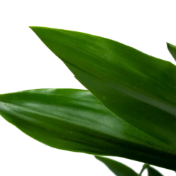 Dracaena Janet Lind - Vertakt - Drakenbloedboom - P21 H80 - Kamerplant -Plantenboeket Winkel dracaena janet lind vertakt drakenbloedboom p21 h80 6