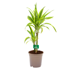 Dracaena Lemon Lime - Op Stam - Drakenbloedboom - P17 H65 - Kamerplant