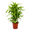 Dracaena Lemon Lime - Vertakt - Drakenbloedboom - P24 H110 - Kamerplant 1 Dracaena Lemon Lime - Vertakt - Drakenbloedboom - P24 H110 - Kamerplant -Plantenboeket Winkel dracaena lemon lime drakenbloedboom p24 h95 4