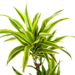 Dracaena Lemon Lime - Op Stam - Drakenbloedboom - P21 H100 - Kamerplant -Plantenboeket Winkel dracaena lemon lime op stam drakenbloedboom p21 h100 5 1